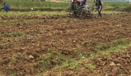 Nông dân 'đắng lòng' phá bỏ đồng ớt cao sản 